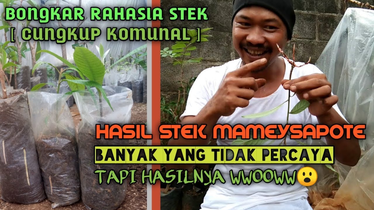 HASIL STEK MAMEYSAPOTE DARI GEBYOK NURSERY