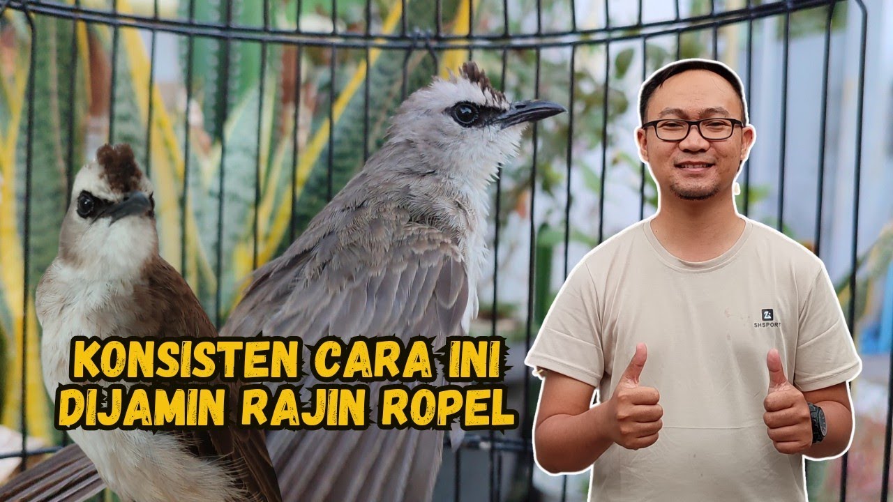 LAKUKAN DUA HAL INI AGAR BURUNG TRUCUKAN BISA ROPEL SETIAP HARI❗
