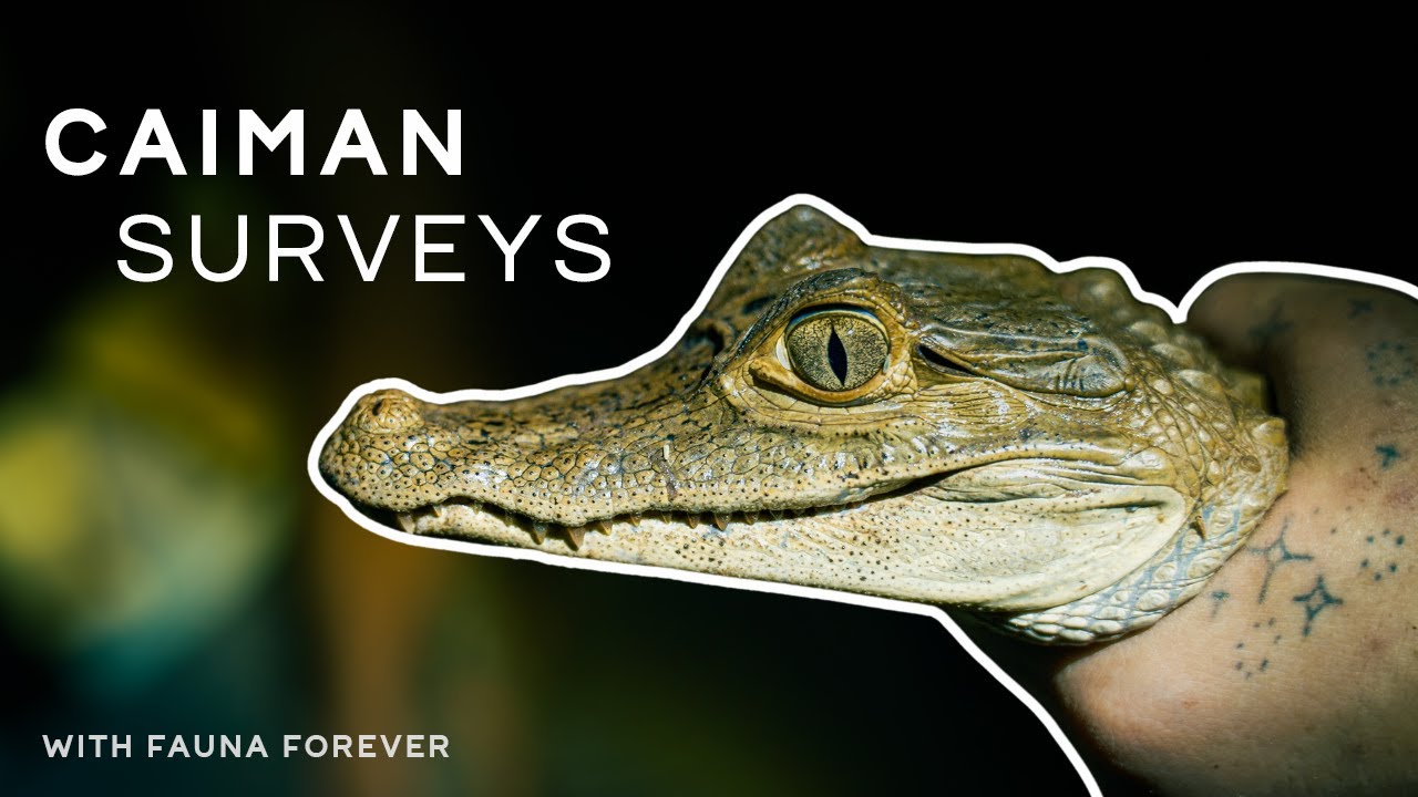 Exploring Perú | Episode 2: Catching Caimans with Fauna Forever | 4K | FOGGY LENS PRODUCTIONS