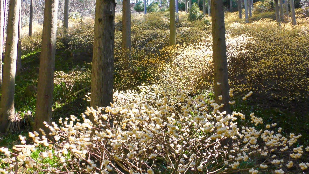 ４Ｋ版　春の花絶景　京都府北部　綾部市老富町のミツマタの群生地　水源の里　海の京都にある森の京都