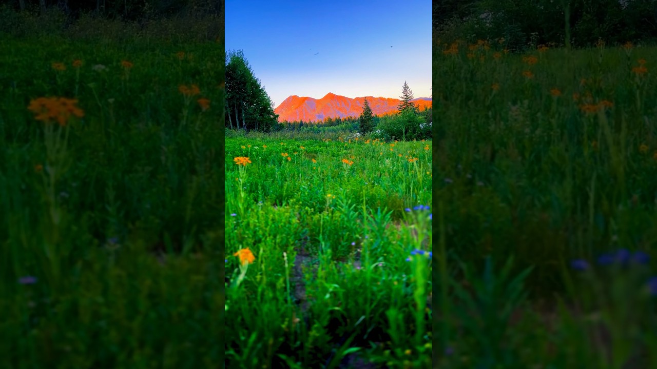 The BEST View in Colorado! 😍 #travel #adventure #flowers #explore #mountains #beautifulnature