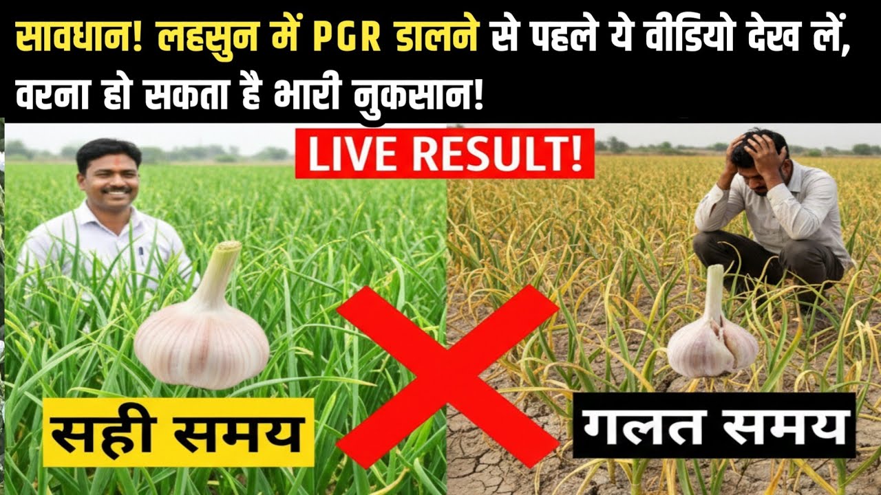 सावधान! लहसुन में PGR डालने से पहले ये वीडियो देख लें, वरना हो सकता है भारी नुकसान!