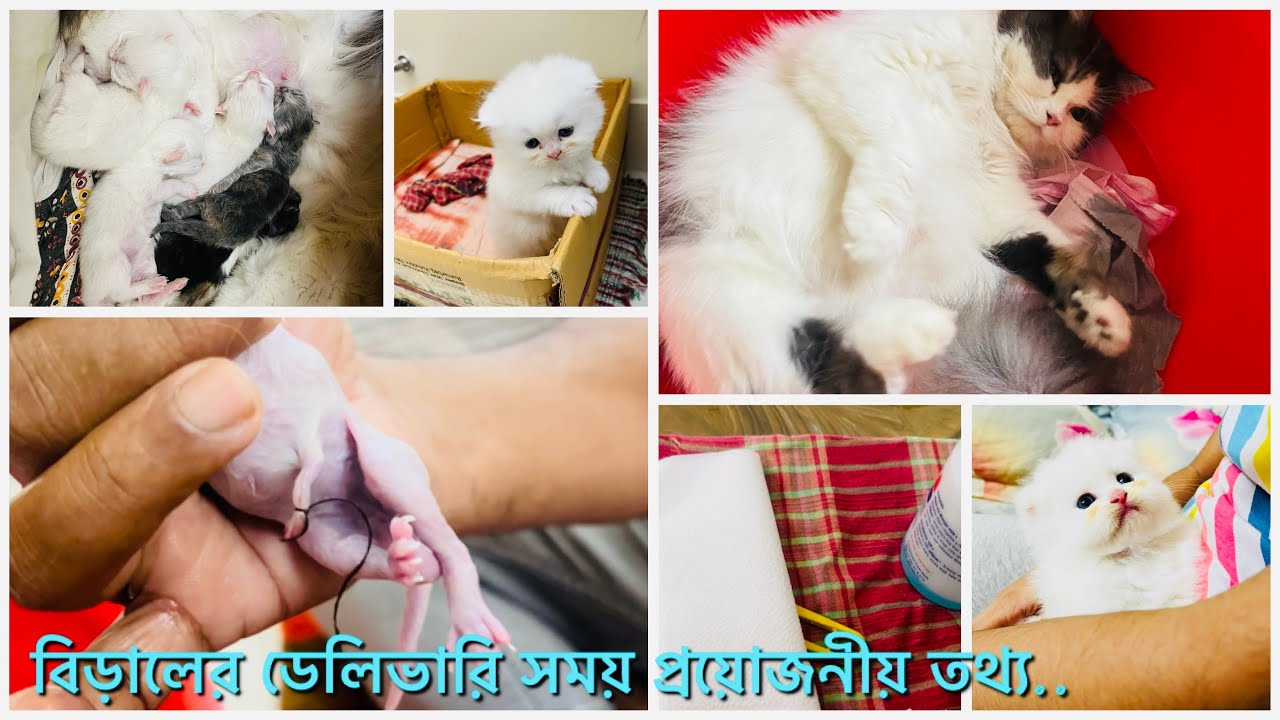 বিড়ালের বাচ্চা প্রসবের সময় যে সব তথ্য জানা খুব দরকার। গর্ববতী বিড়ালের ডেলিভারি সময় যা করণীয়।