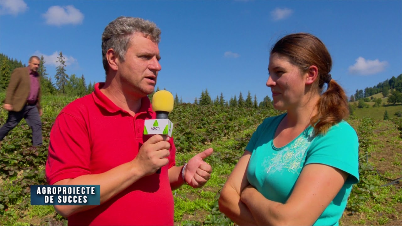 Agroproiecte de succes: Plantație de căpșuni la cota 1200 | 20.12.2020