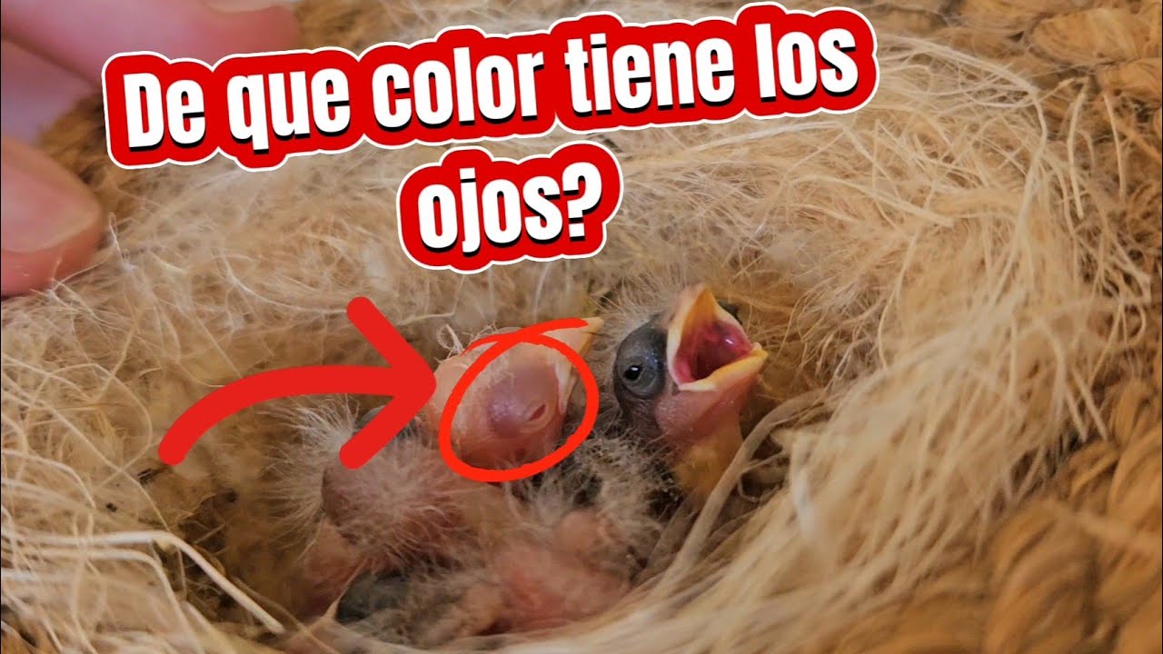 JILGUERO abre los OJOS, de que COLOR son? | Capítulo 6 | Aviario Unica