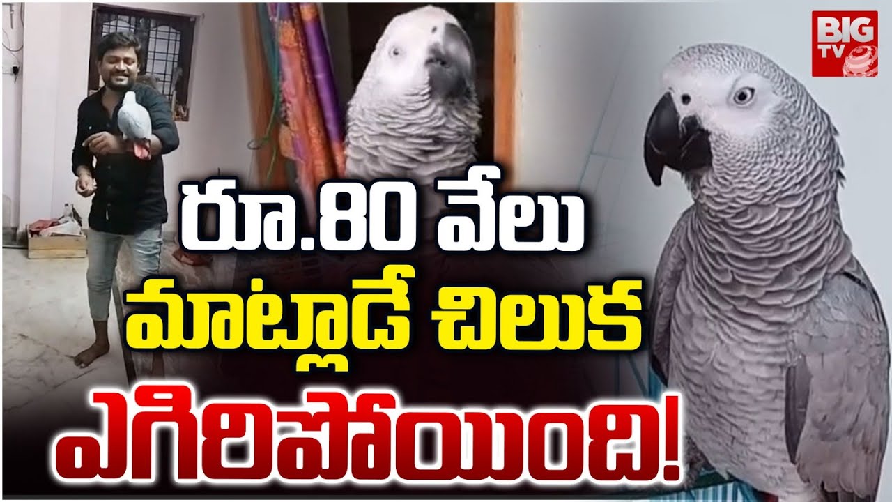 రూ.80 వేలు మాట్లాడే చిలుక ఎగిరిపోయింది! | Talking Parrot In Amalapuram | Katrenikona Village |BIG TV