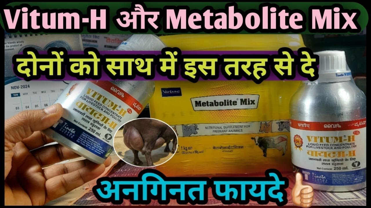 Vitum-H और Metabolite Mix Powder दोनों को साथ में इस तरह से दे 👉अनगिनत फायदे Amazing Benifits 