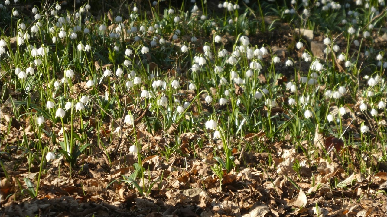 Frühlingsgrüße von der Graupenburg