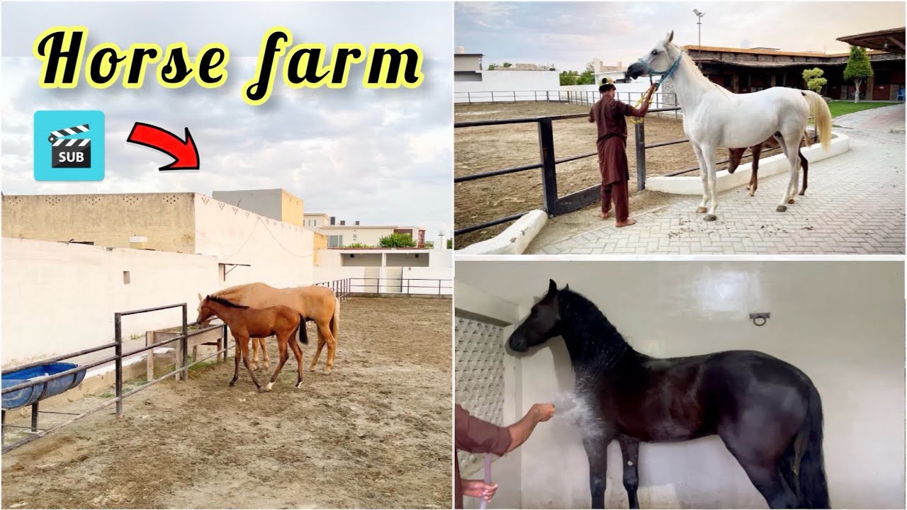 Horses 🐴 Expensive Breeds imported from different countries 🌍🔥.