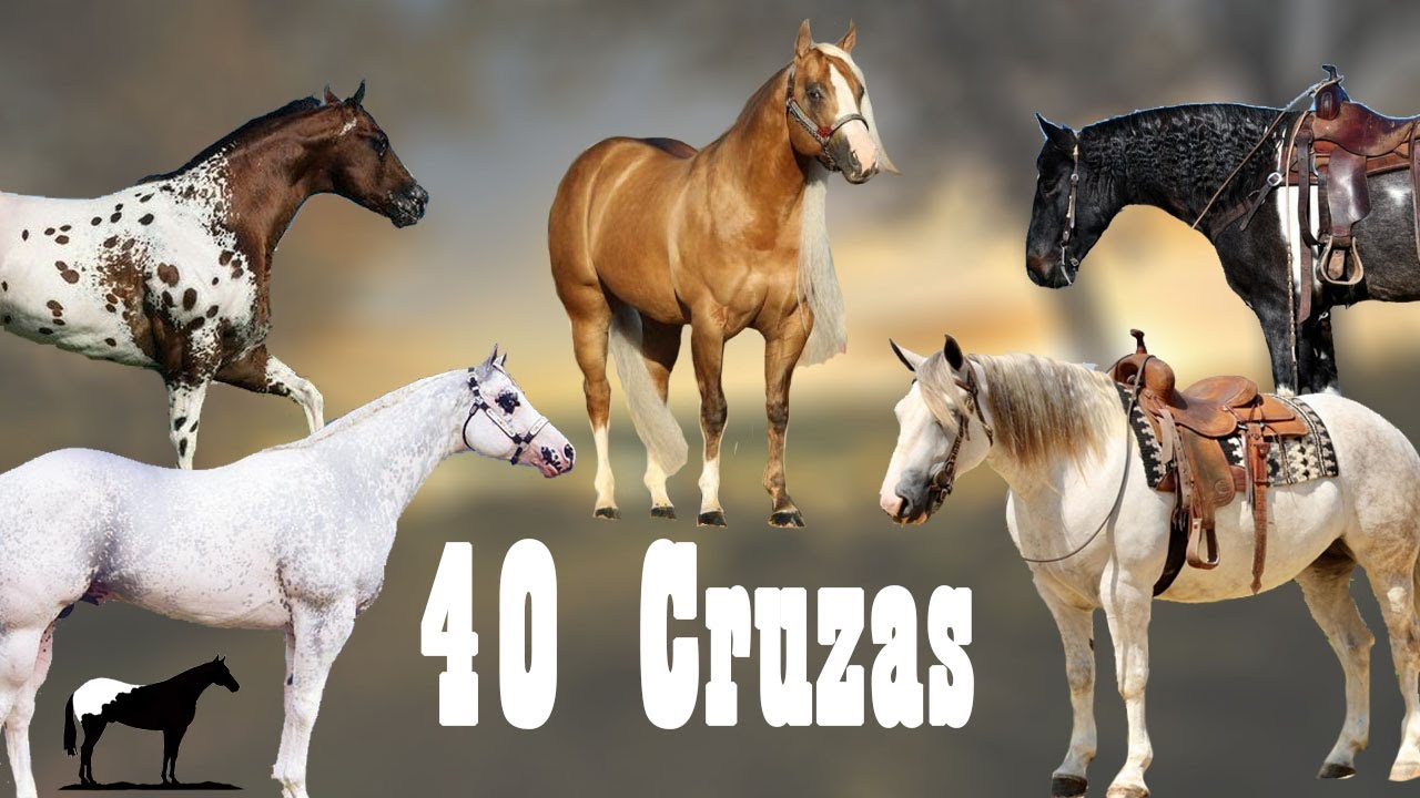 Todas Las Cruzas Con La Raza 