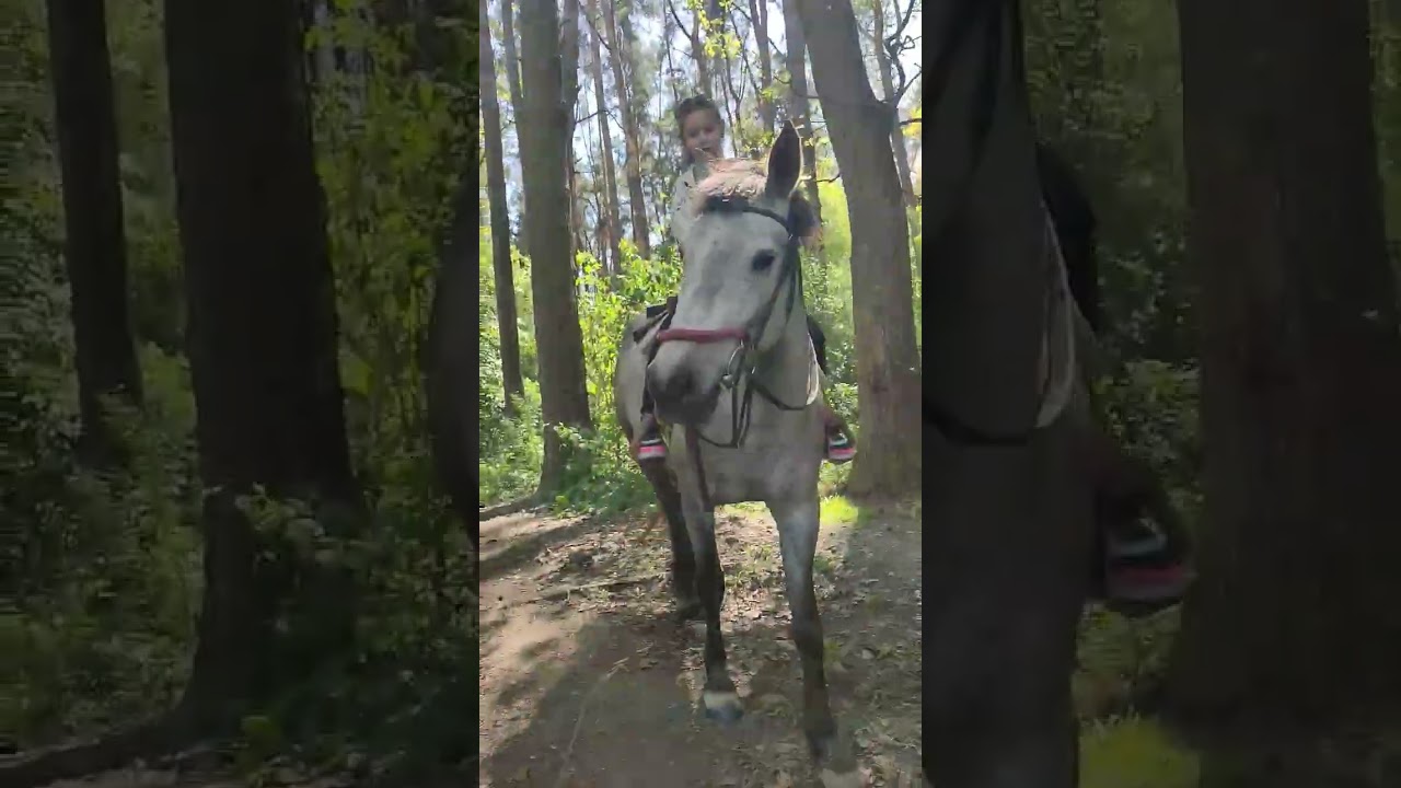 Horses#rider #