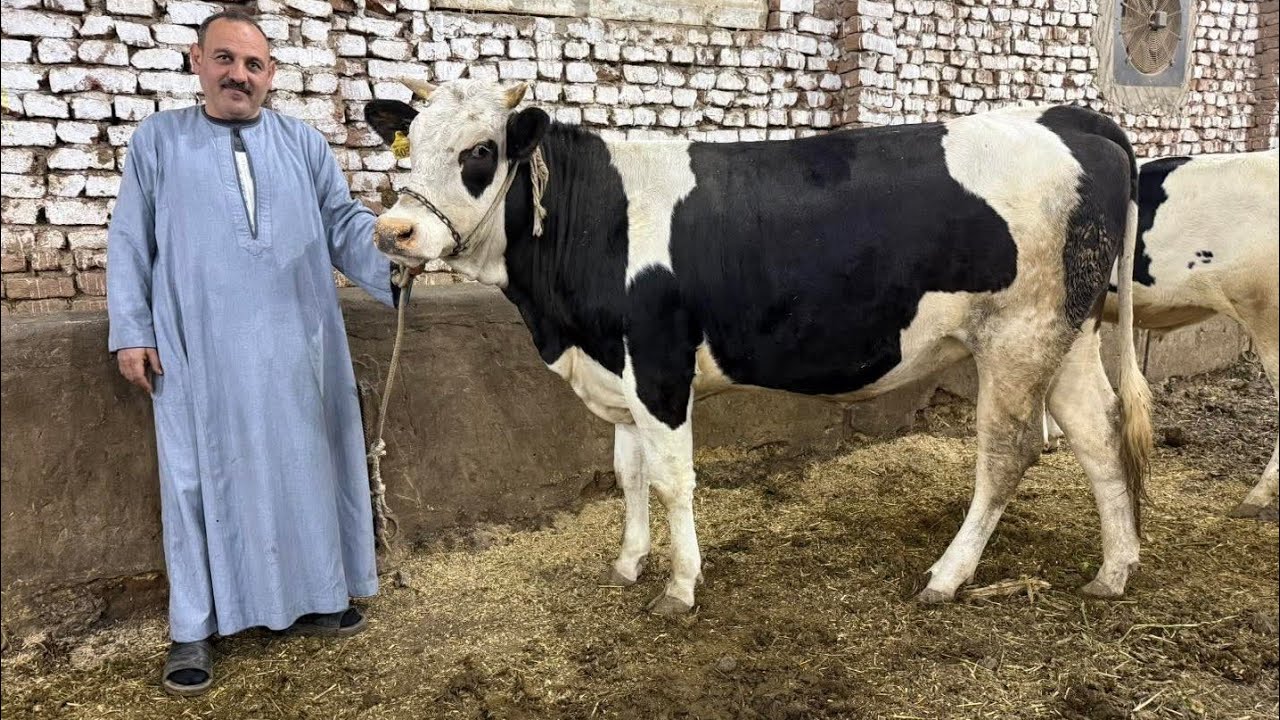 العالم كله يحضر هنا فورا عشان العرض مش عادي سلالات عالمية علي ارض مصرية بمزرعة اولاد الحاج فتحي
