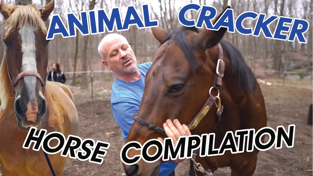ANIMAL CRACKER HORSE COMPILATION! ~ Chiropractic for horses!