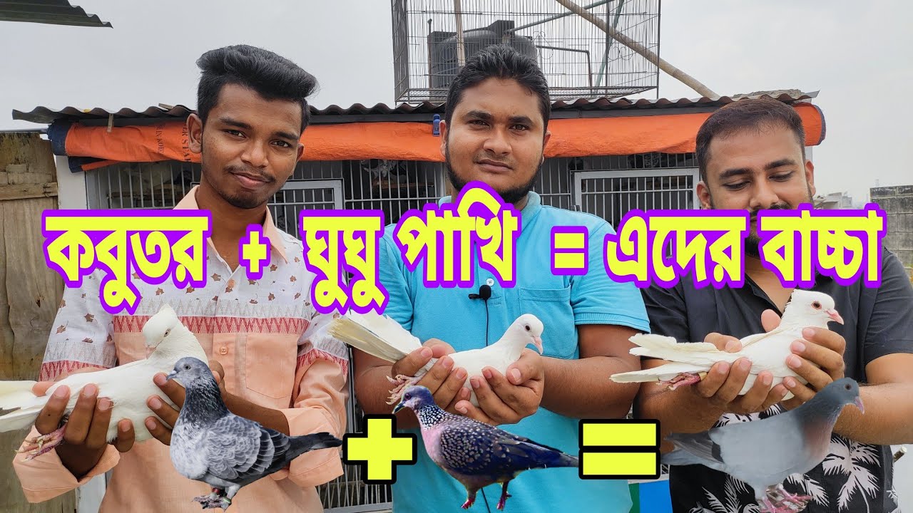 ঘুঘু পাখি আর কবুতর জোড়া দিয়ে এমন বাচ্চা হয়েছে