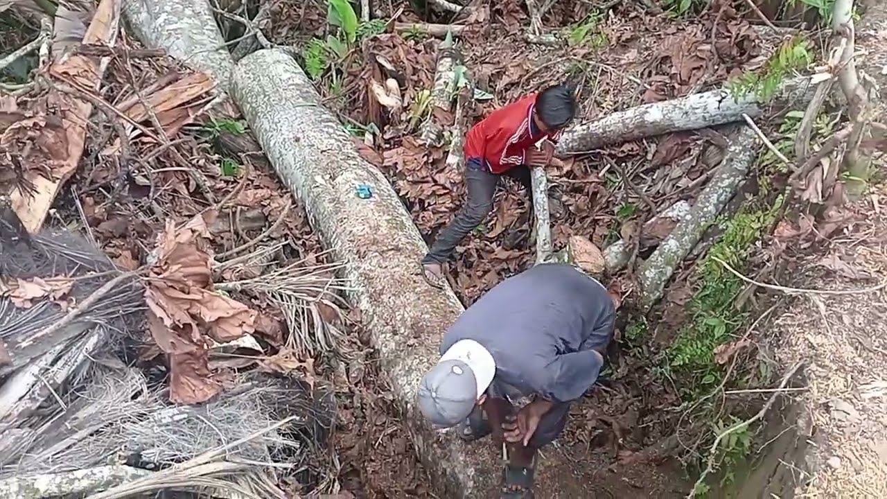 DI KOREK,DI ANGKAT DEMI SEBATANG TOROP
