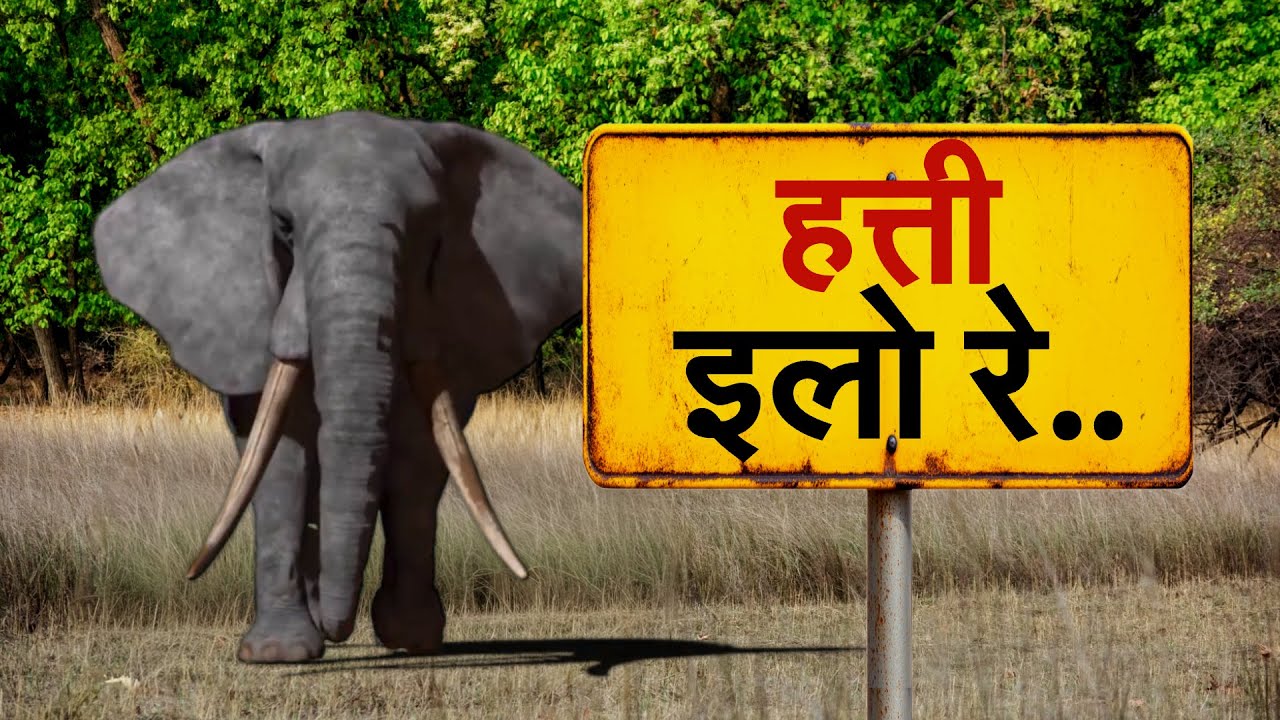 Sindhudurg | सिंधुदुर्गात'ओंकार' हत्तीचा हैदोस; हत्तीमुळे सिंधुदुर्गात दहशतीचं वातावरण | NDTV Report