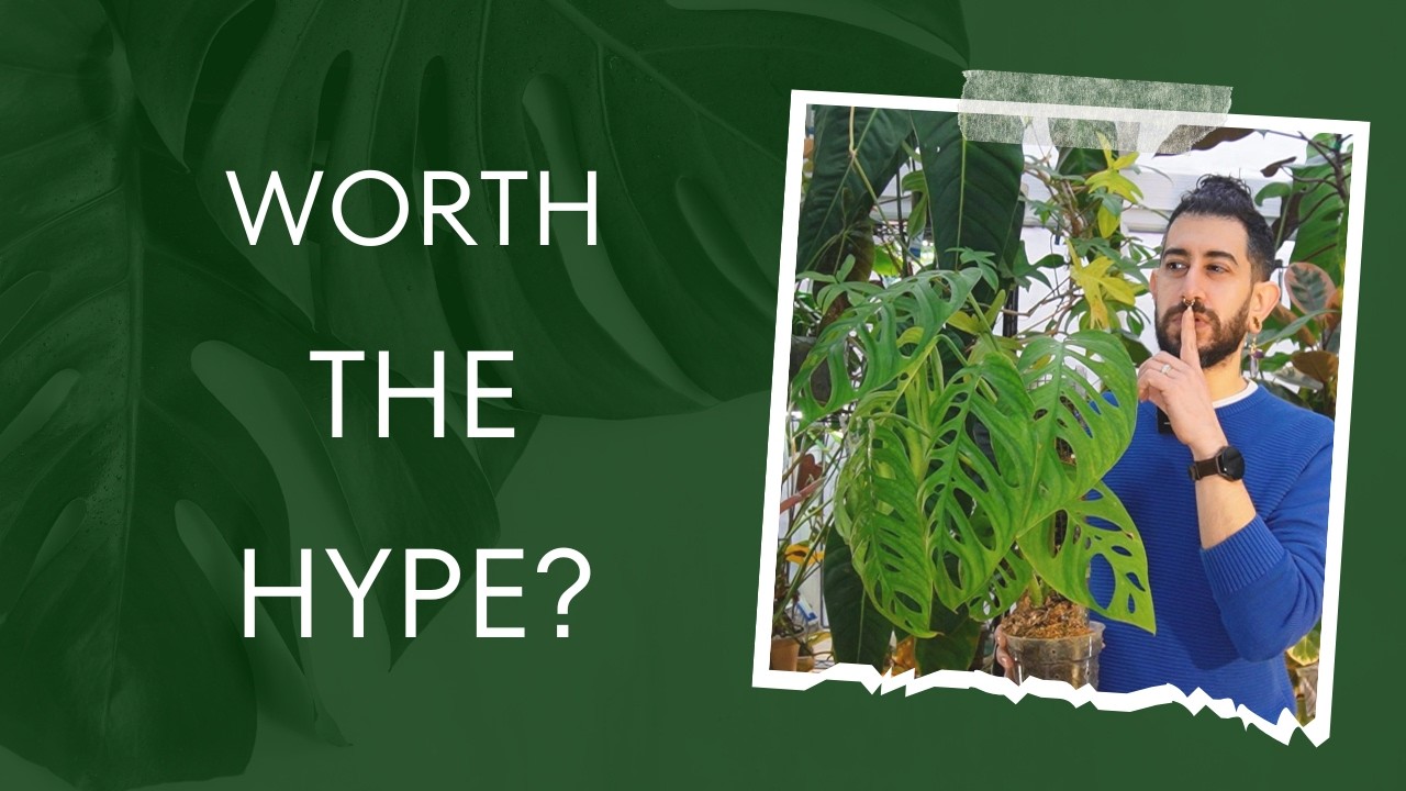 🌿 Is the Monstera Esqueleto Worth It? 1.5-Year Honest Review!