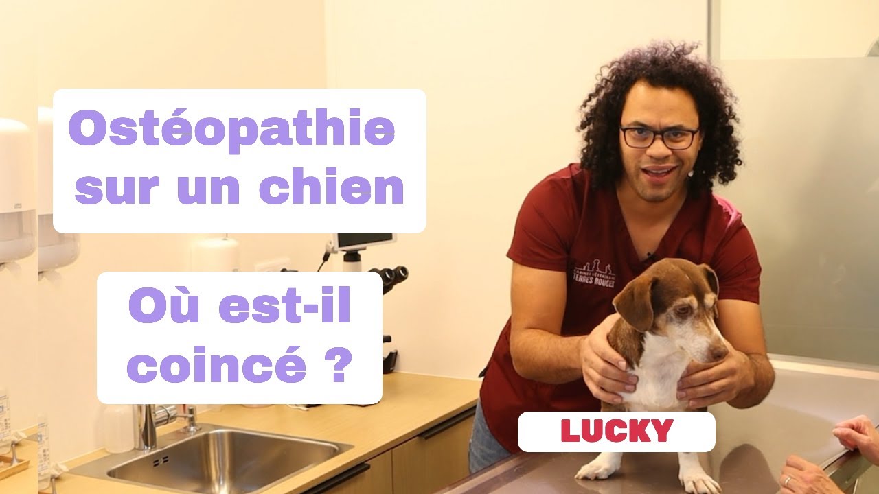Ostéopathie sur un chien, où est-il coincé ?