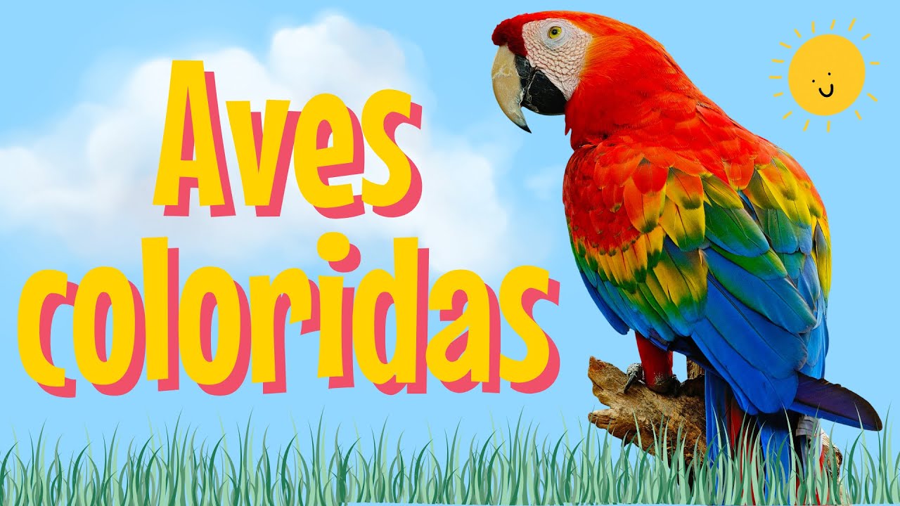 Aprende 10 AVES Coloridas del MUNDO 🌎 For Kids