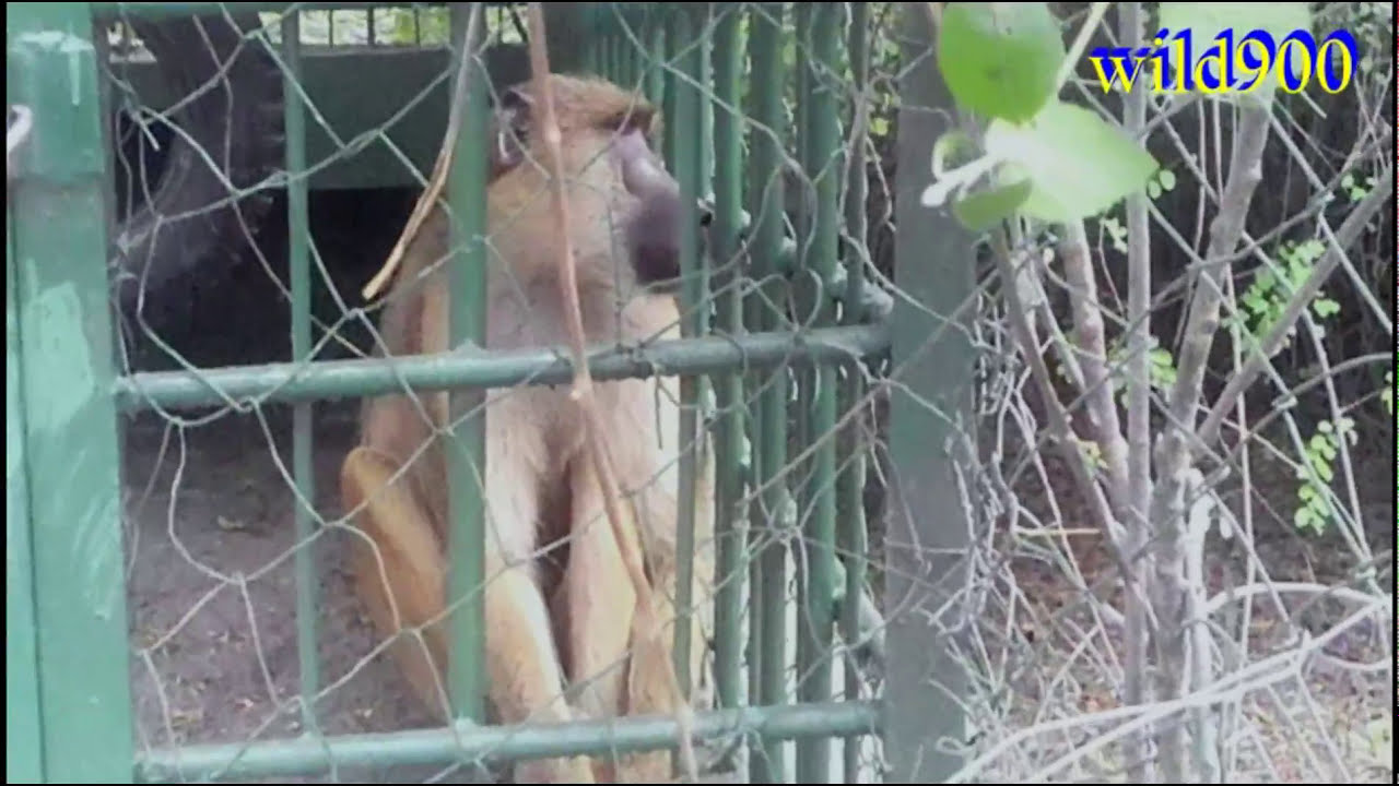 Yellow Baboon