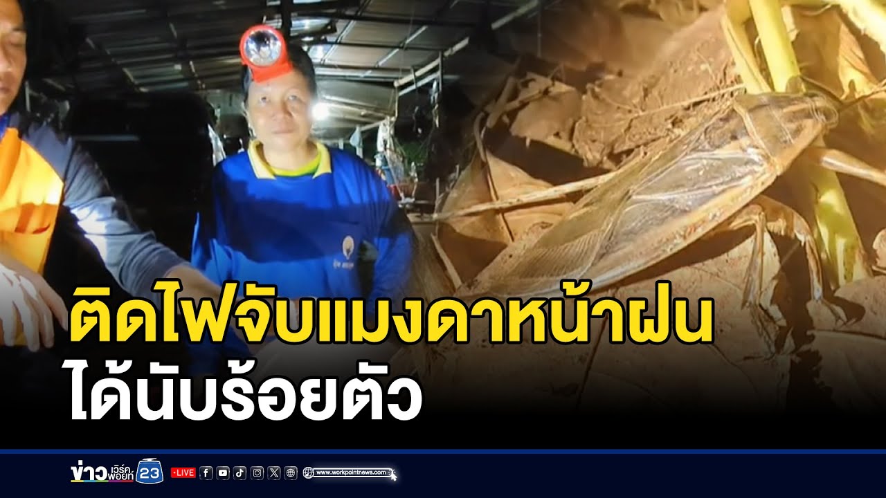 ติดไฟจับแมงดาหน้าฝน ได้นับร้อยตัว l ตลาดข่าว - ข่าวเช้าเวิร์คพอยท์ l 12 ก.ย.68