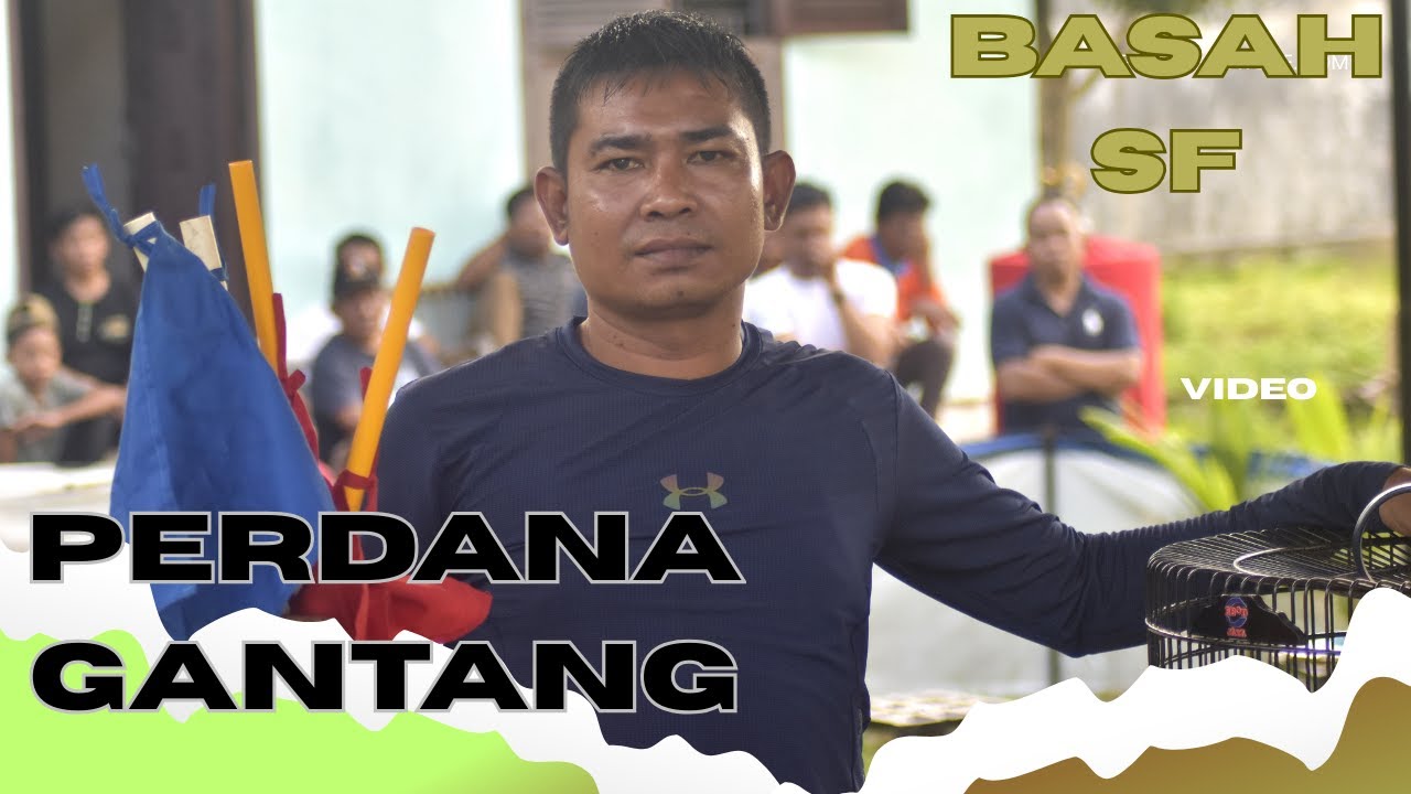 PENDATANG BARU // MURAI BATU BASAH LBS SF JADI TONTONAN 