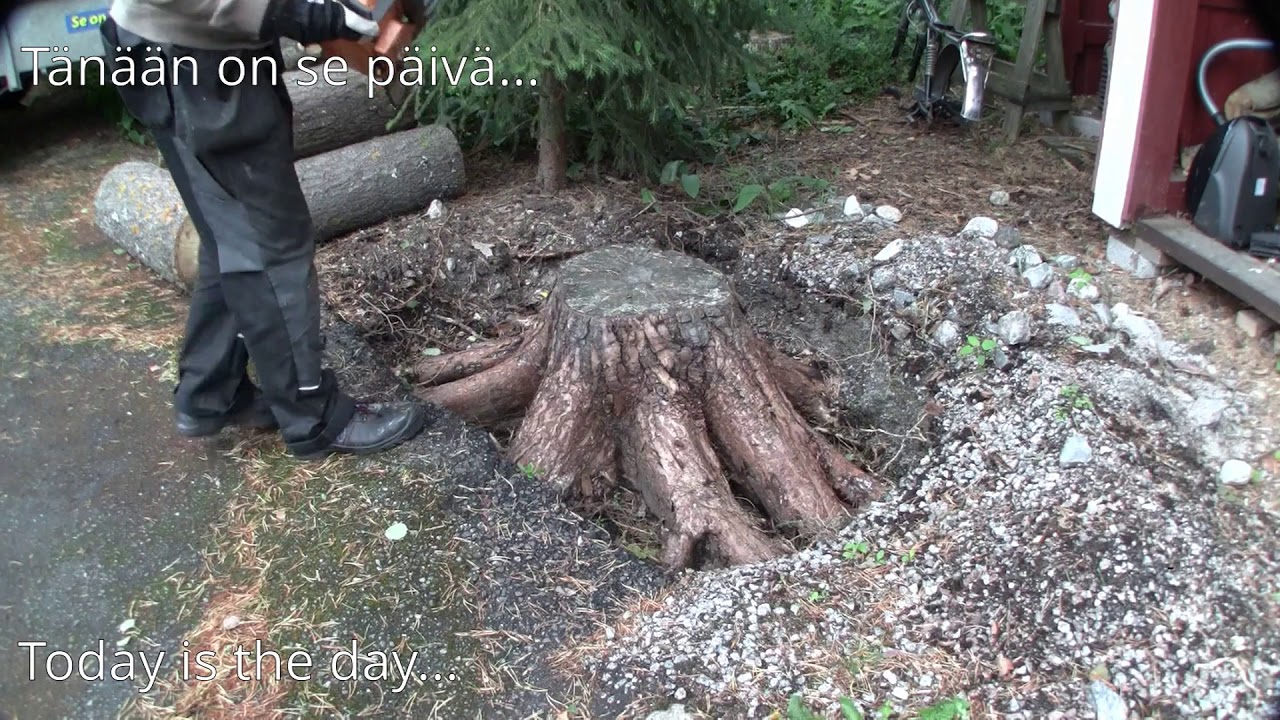 Tree stub removal #2 / kannonpoisto #2