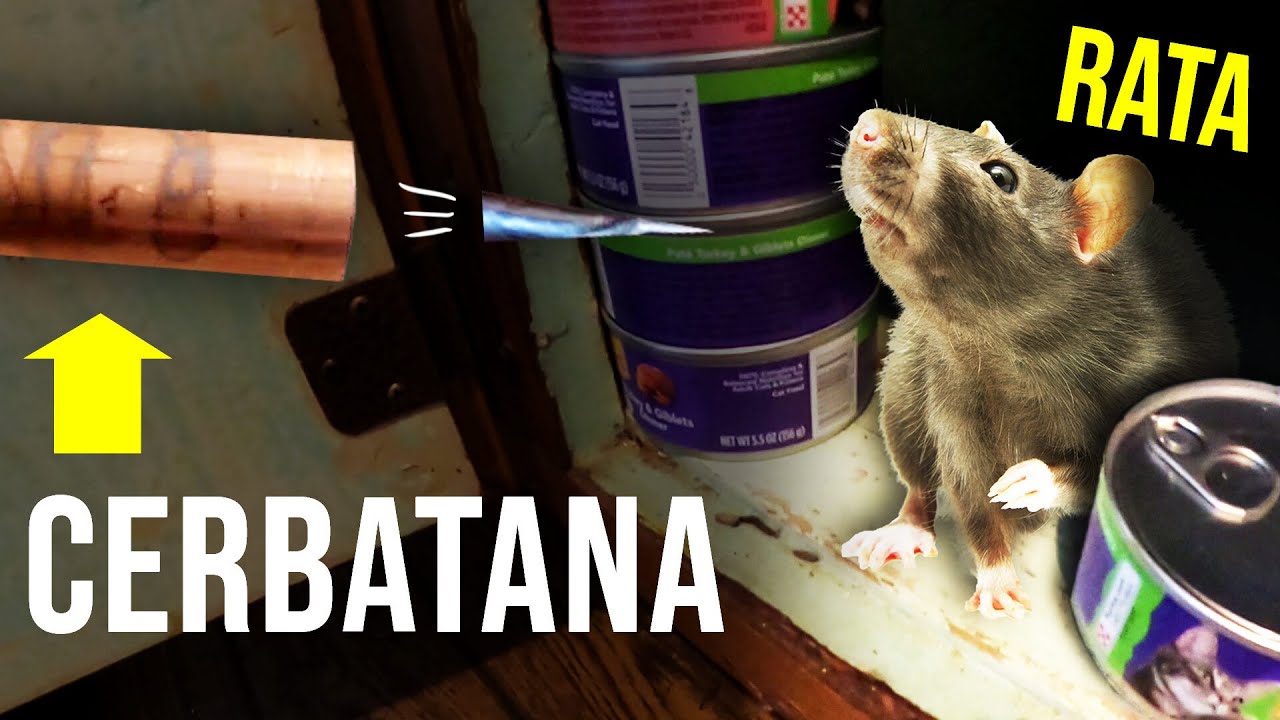 ¡¡LA MEJOR MANERA DE DESHACERSE DE LAS RATAS RÁPIDAMENTE!! pistola de aire