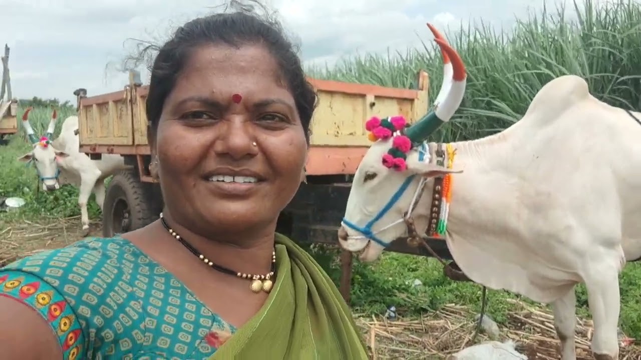 सोन्या ला साज घातला तर गुण्या रुसला खरच बैल पोळ्याला रुसतो का राजा सरज्या पन 🙉#vlog #hajaremanisha 
