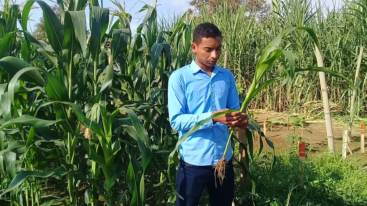 MORFOLOGIA DE LA PLANTA DEL MAIZ