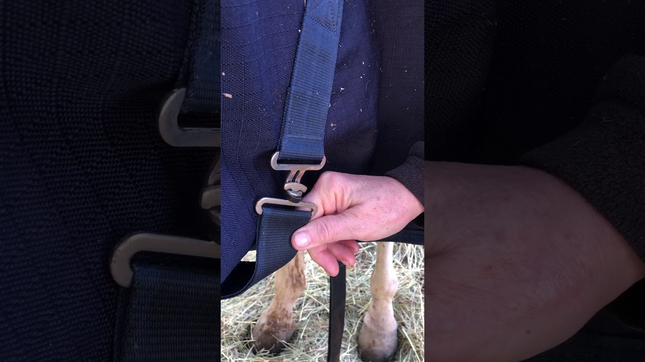 How to Put on a Horse Blanket