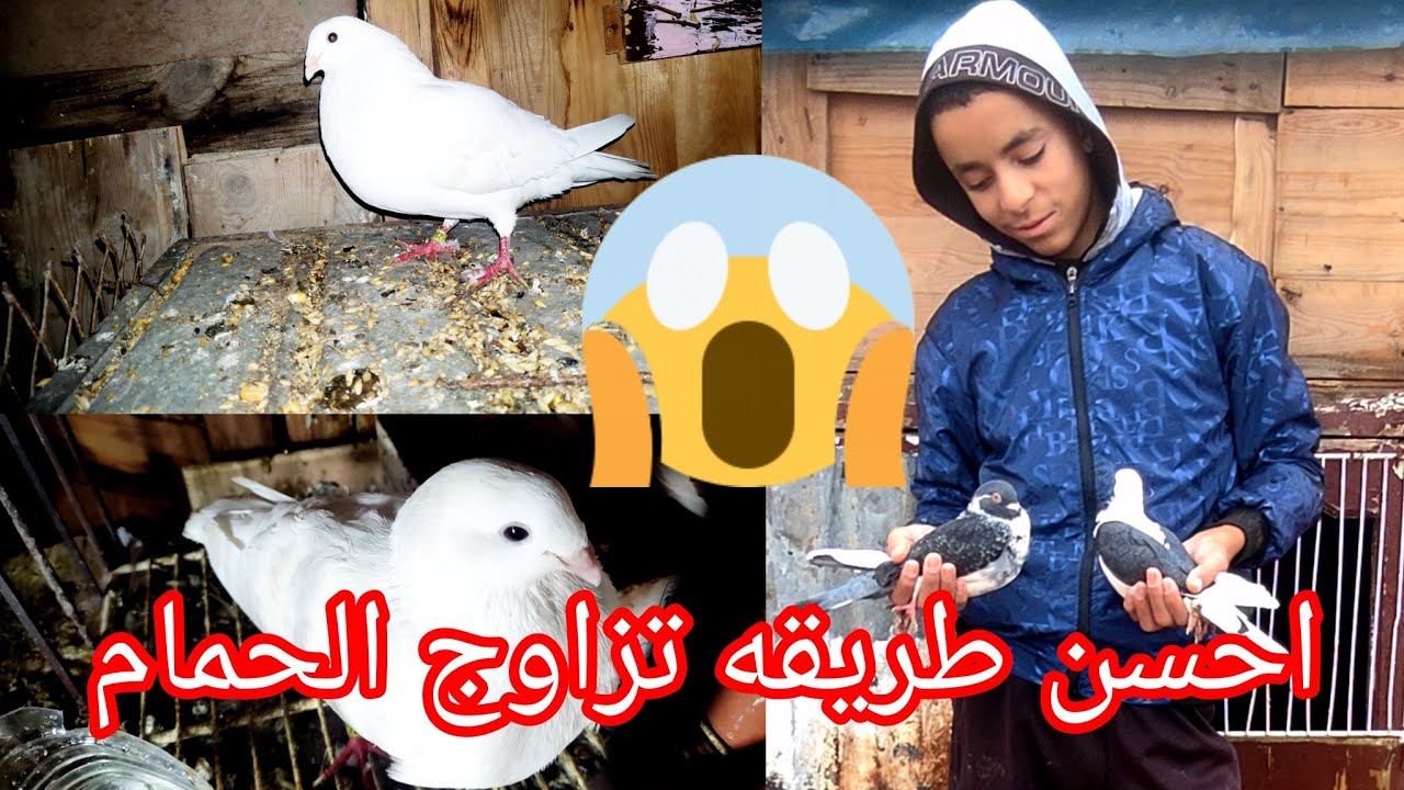كيفيه طريقه تزاوج الحمامه سهله ومضمونه💯 او احسن توليعة في الحمام 