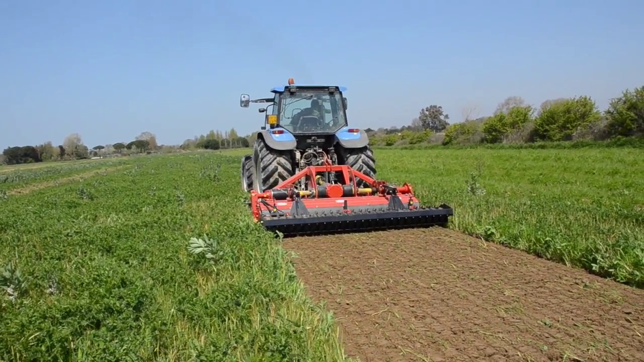 Vikev huňatá - vynikající zelené hnojení do suchých podmínek, srpen 2014