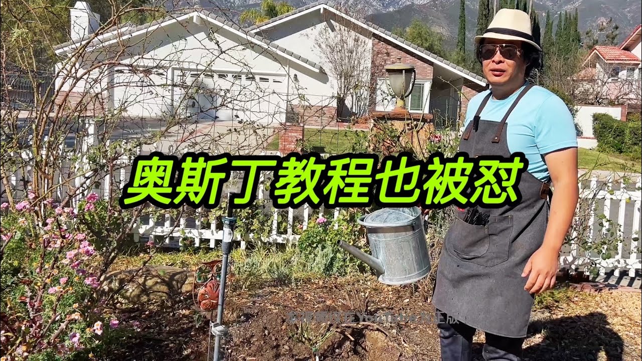 （园艺篇336）奥斯丁的教程也被我怼得体无完肤！种月季玫瑰跟我学肯定成功！