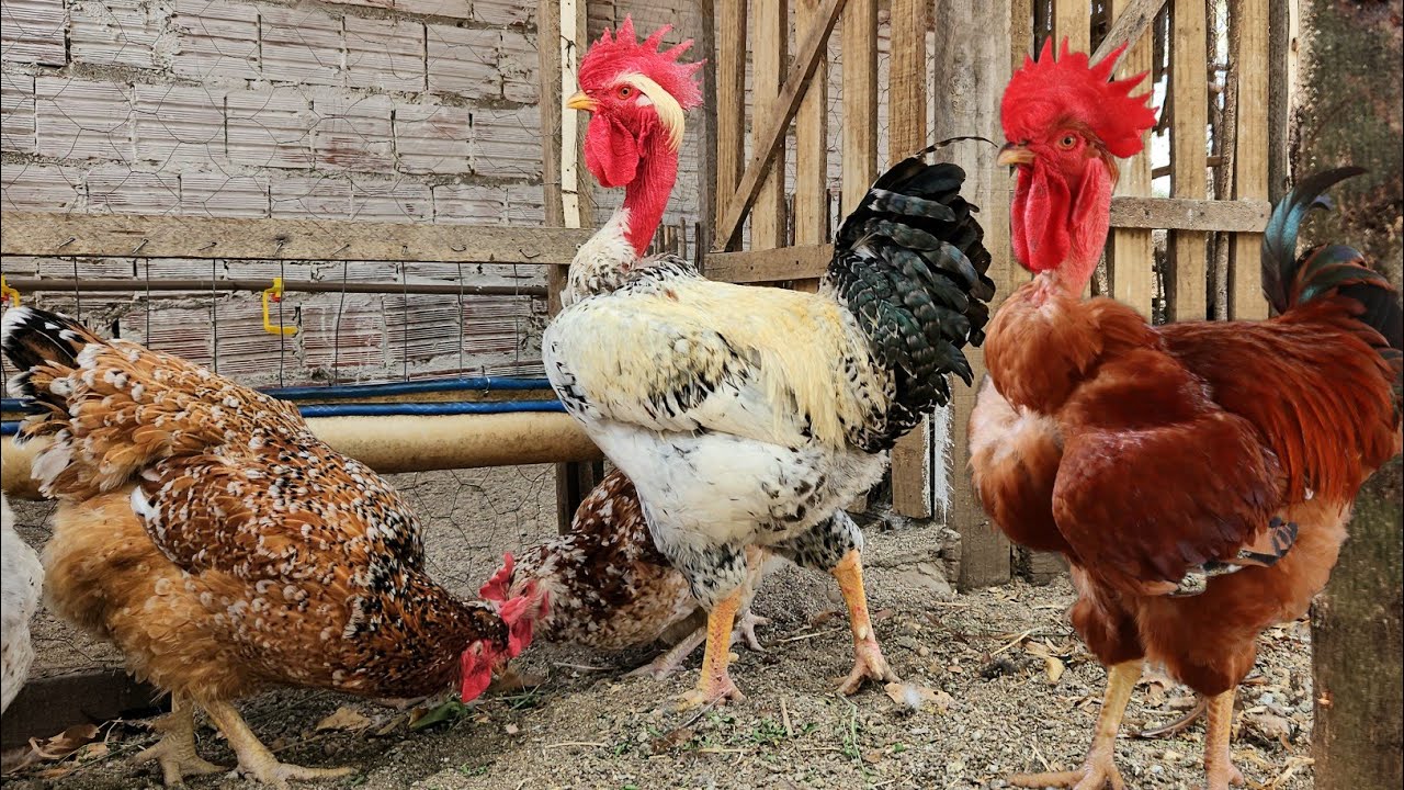 Cruzamentos pra vender Pintinhos adoidado 🐥🐥🐥🤠