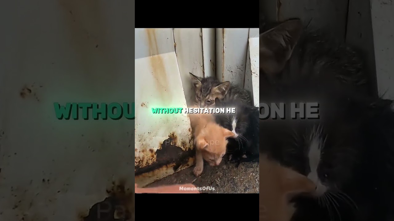 This Man Rescued a Stray Cat and Her Starving Kittens 😭🐈 