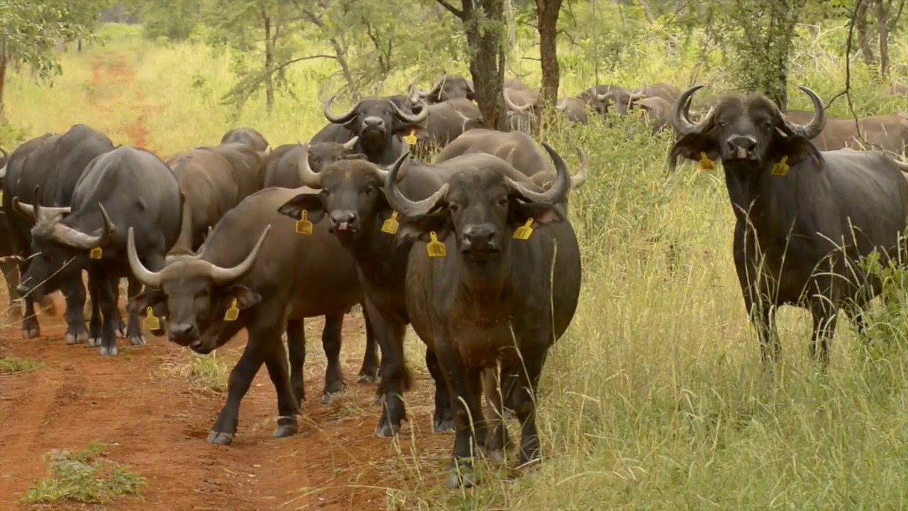 WRSA  - Cottondale Game Ranch