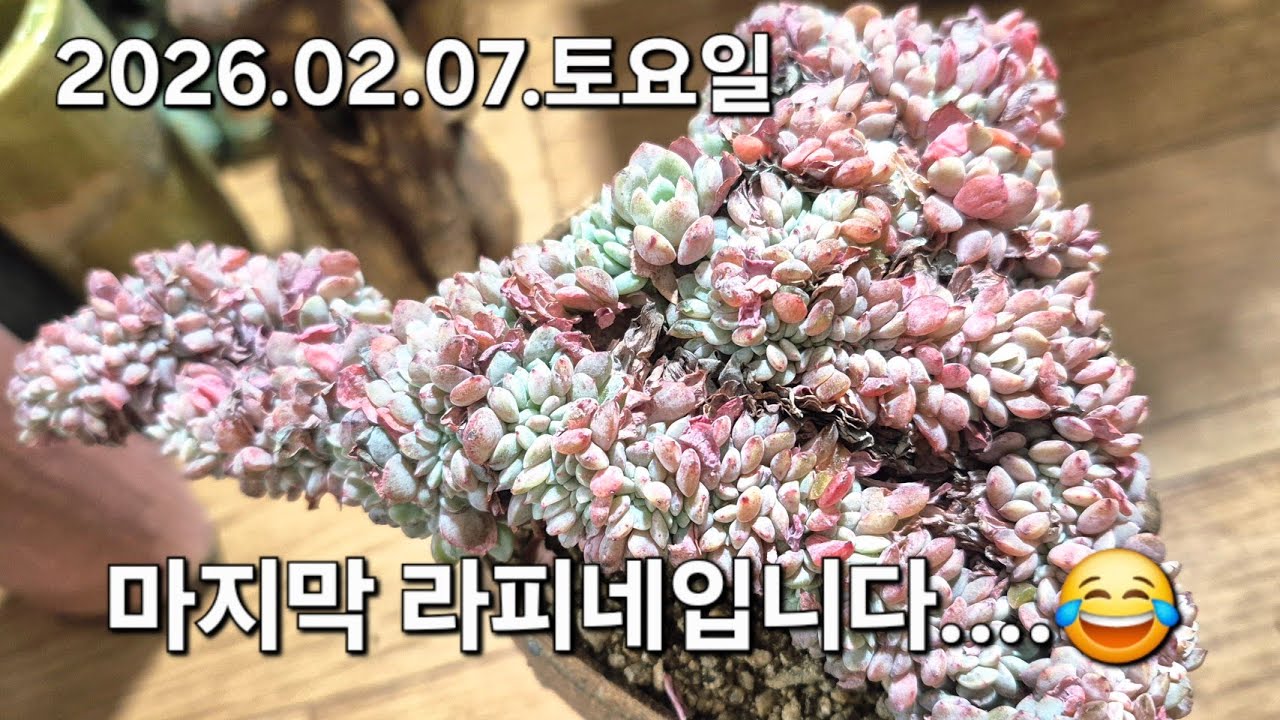 고양 구름다육 라이브 방송