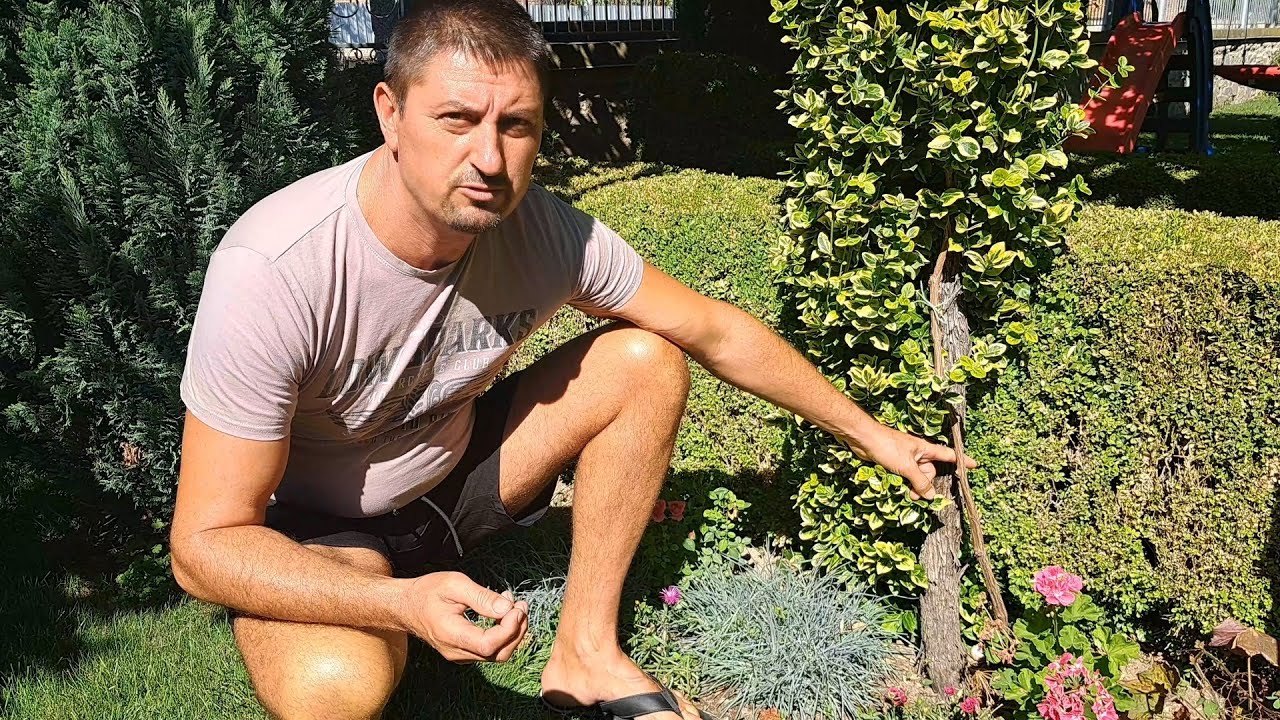 Как посадить и вырастить молодые лозы среди старых. (Два инновационных способа).