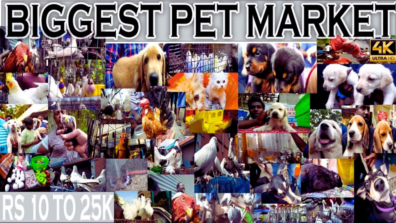 Biggest pet market in tamilnadu 😍❤️| dog sale in chennai | sunday birds market | kozhi market tamil