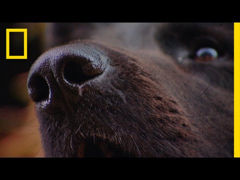 Tracker Dog Hunts Man | I Didn't Know That