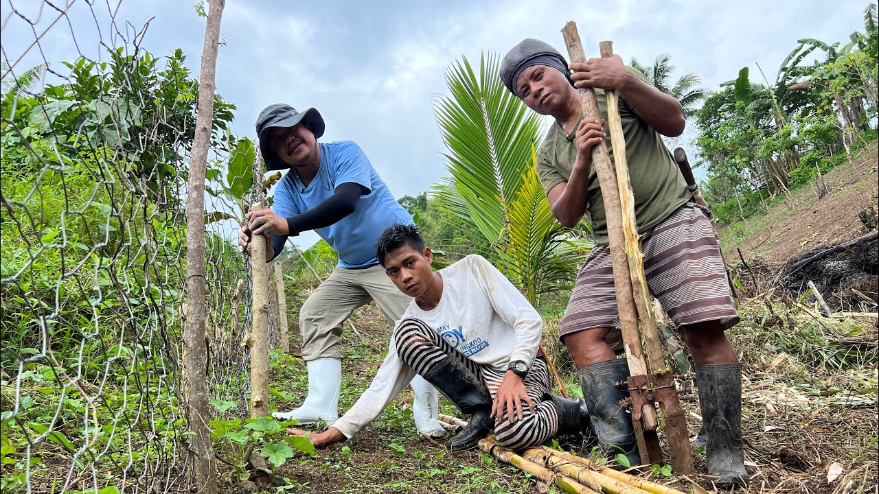 MALUNGAY ALL YEAR ROUND FRUITING + SUBSCRIBER BUSINESSMAN DUMALAW sa FARM