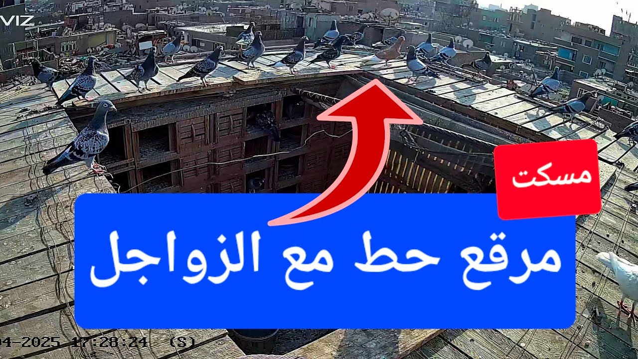 مسكت مرقع حط مع الزواجل تعالو نشوف حصل ايه