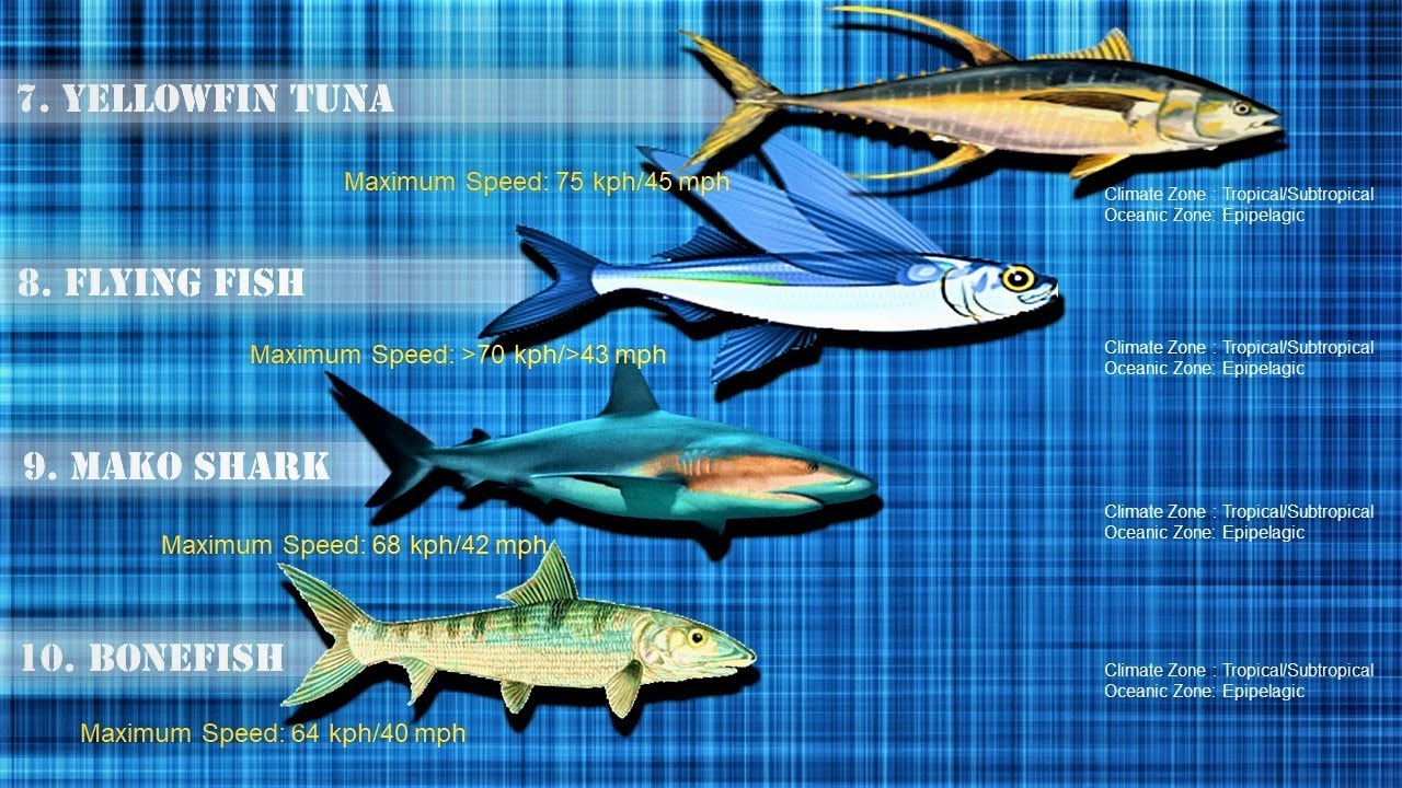 10 Fastest Animals in Water| Fastest fish in the world (updated)