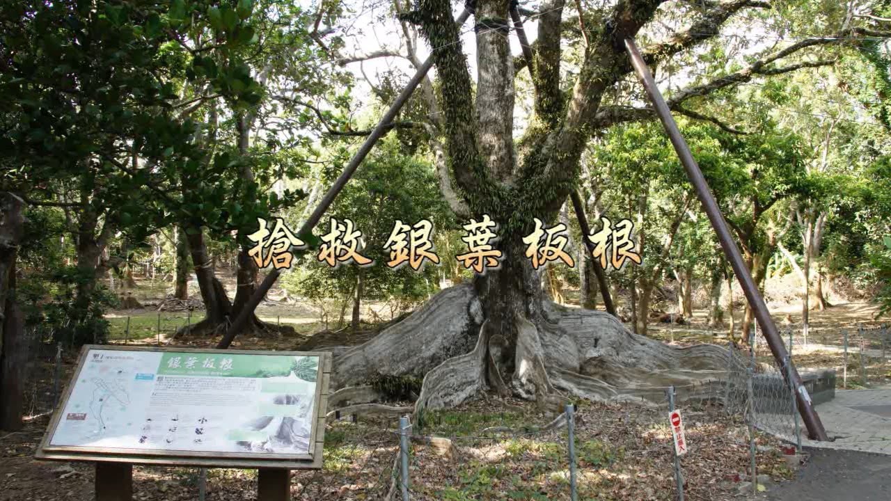 搶救銀葉板根