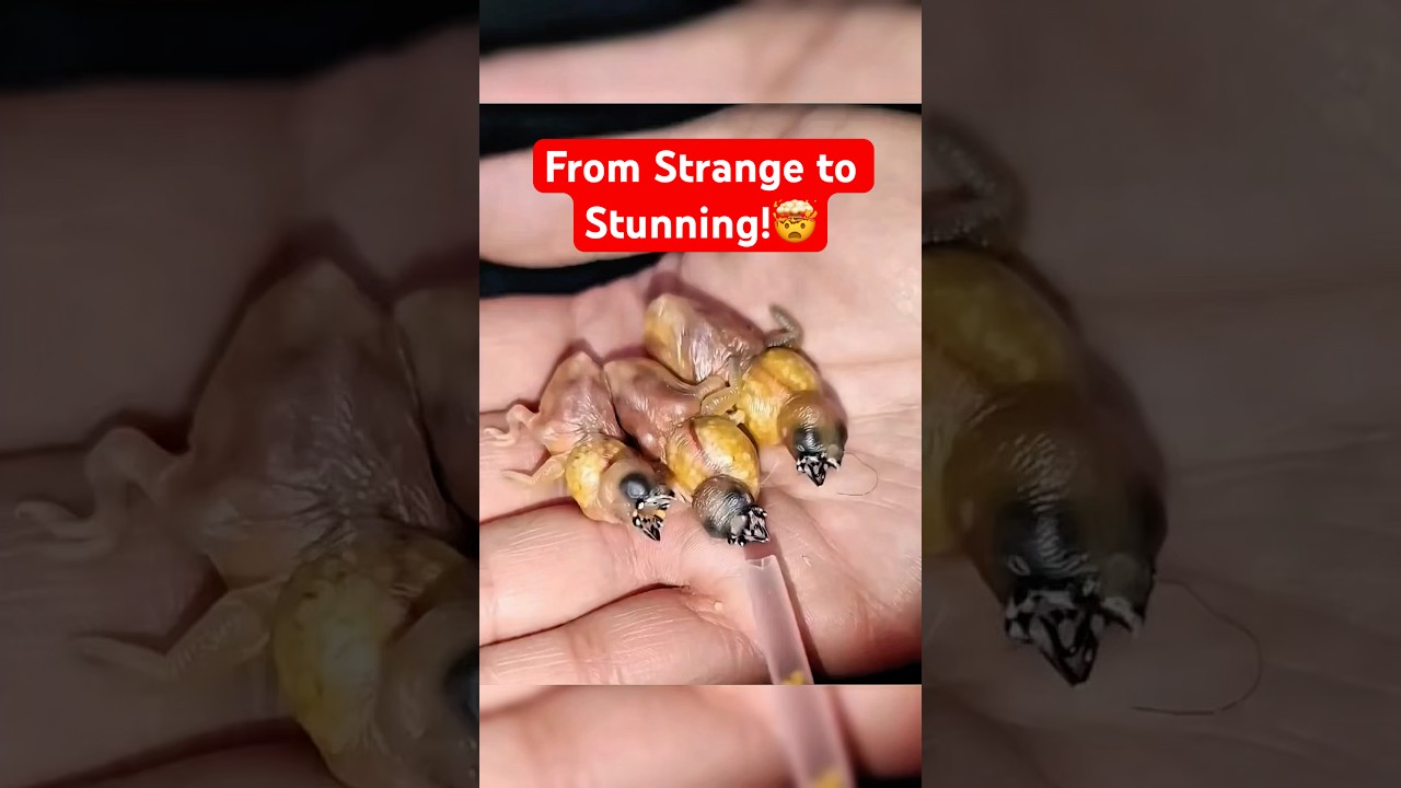 The Glowing Mouth Secret of Baby Finches #birds #nature #animals