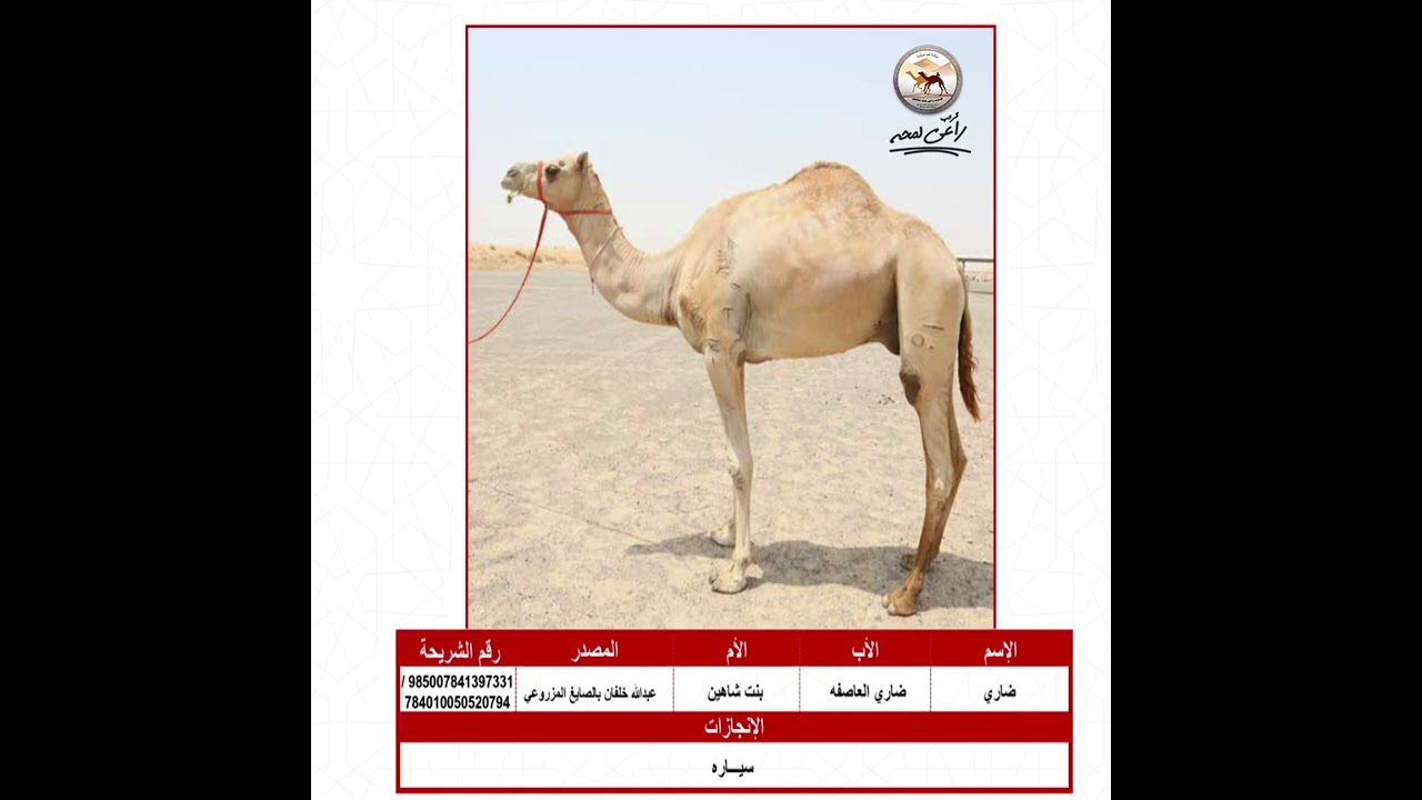 مزاد فحول للإنتاج بتاريخ 27-09-2023 بمنصة المزادات في سوق الوثبة الجديد