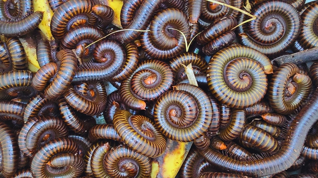 I Catch Big Millipedes in the pippe, Millipedes, Giant millipede in yard, 4K Insects Close UP