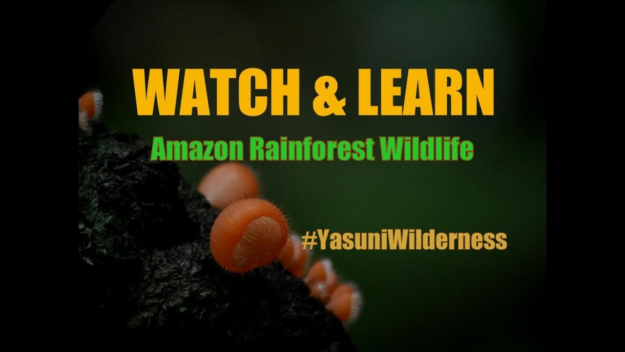 Defensive Amazon Forest Crab