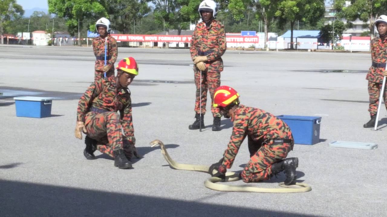 Demo Ular Majlis Tamat Latihan Akademi Bomba dan Penyelamat Malaysia Wilayah Timur